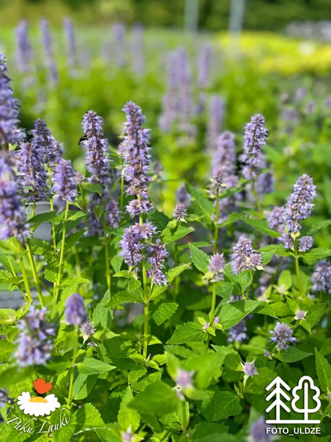 Agastache   'Blue Fortune'